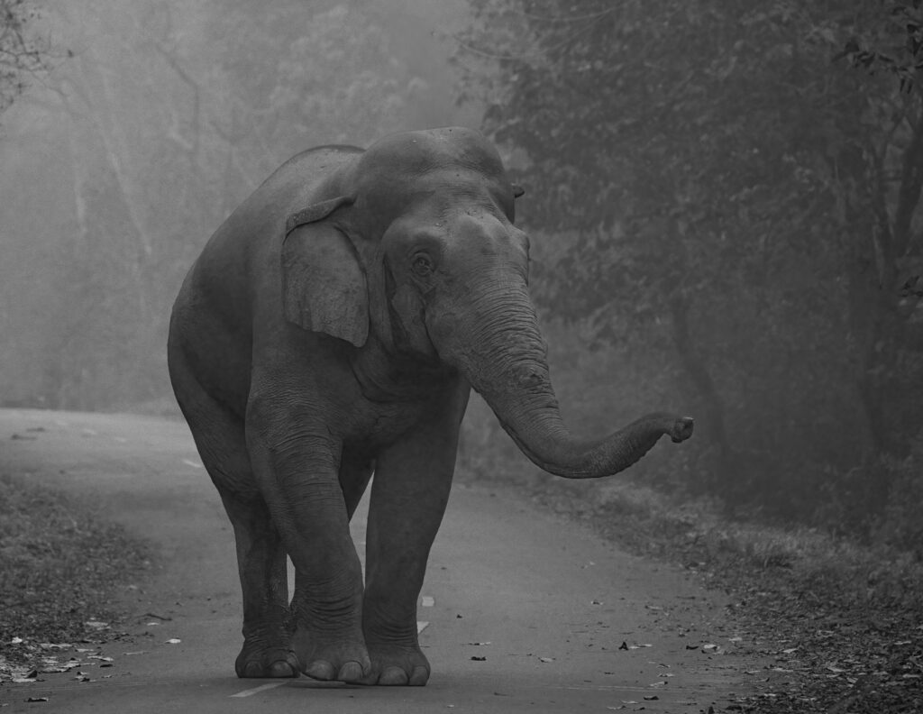 Asian Elephant
